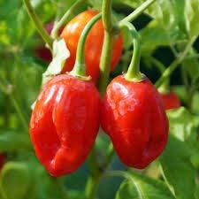 Habanero Caribbean Red One of the hottest chilies in the world, roughly 50 times hotter than the jalapeño pepper.