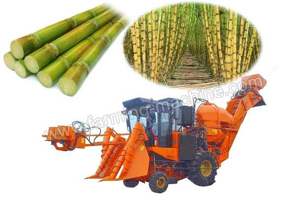sugarcane harvesting