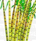 Sugar Cane Harvester for Whole Stalk Harvesting This kind of sugarcane harvester cuts the sugarcane at