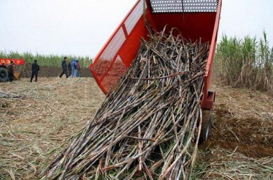 cane and transmitting the sugar cane without plug and