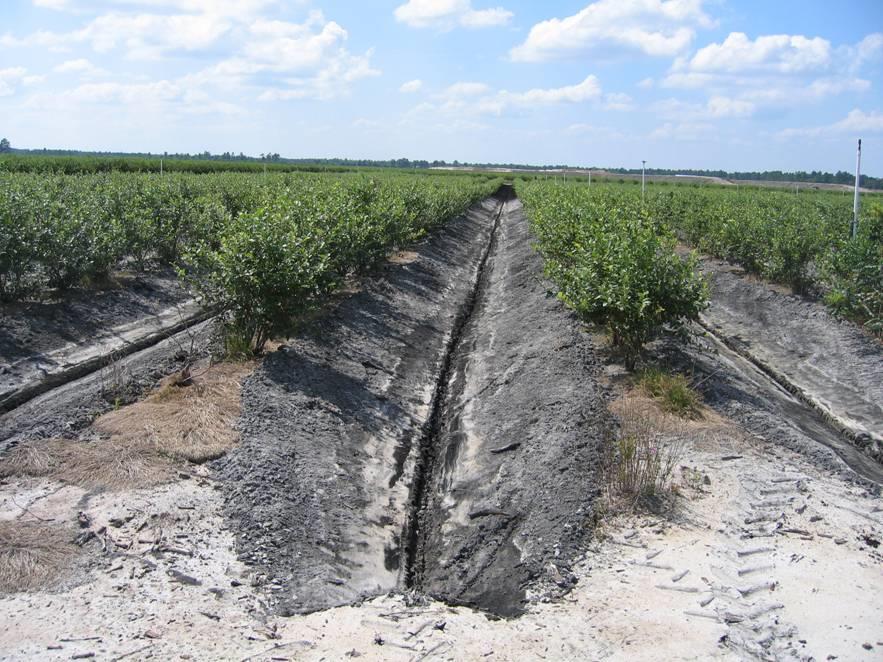 The best native NC blueberry soils are organic sands (>3% organic matter) with a water table