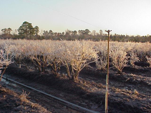 Overhead irrigation is used for freeze protection, most