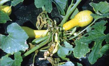 Early foliar symptoms include rapidly expanding, irregular, water-soaked lesions in leaves.