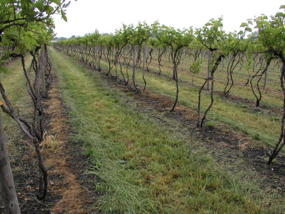 Downy Mildew: Cultural Control Good canopy mngt Improve air circulation to speed drying within canopies - appropriate trellis