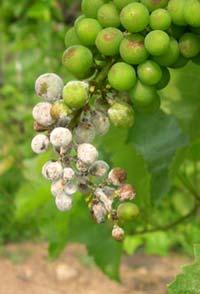 2009 Downy Mildew Incidence Vidal Wine Grape, FREC Hybrid Vineyard Vidal Fruit Cluster 1 Captan/Penncozeb/Ziram