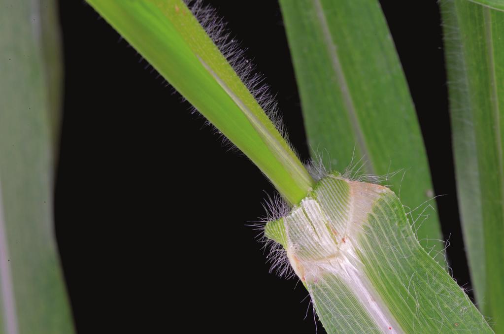 Wild-proso millet Figure 27. Hairs on the leaf sheath and leaf blade of wild- proso millet. Wild- proso millet [Panicum miliaceum L.] is a problem weed in corn in the western Great Plains.