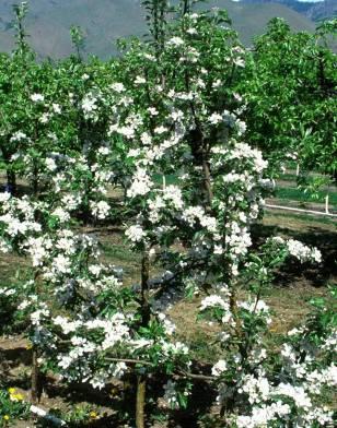 Organic Apple Variety Trends Washington State Major Varieties Acres 4,000 3,500 3,000 2,500 2,000 1,500 1,000 500 GALA FUJI Projected 0 2000 01 02