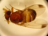 Spotted Wing Drosophila: Pest Management Recommendations for Florida Blueberries Oscar E. Liburd and Lindsy E.
