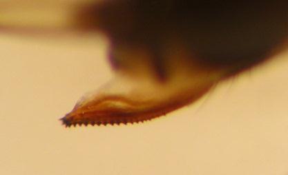 stripes on the forelegs when using a hand lens (Fig. 2). Females can be distinguished by comparing the ovipositors. Female SWD are slightly larger than the males and lack the wingspots (Figure 1b).
