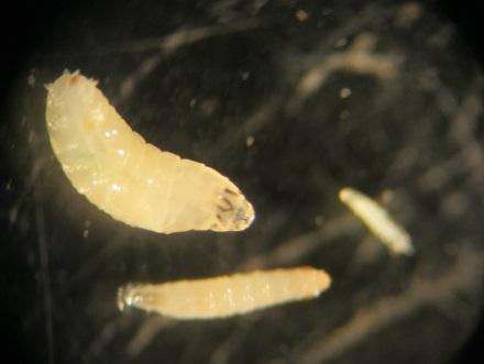 The females should be identified using a microscope or at least a strong hand lens. Figure 3: Female SWD ovipositor is dark with well-developed teeth.