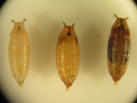 These flies can complete their lifecycle in 21 to 25 days and can live for up to 66 days (Kanzawa 1939).