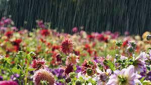 SPRING SHOWER A musky accord enhanced with a fresh floral bouquet of carnations, tiger lilies, alyssum, orchids, and