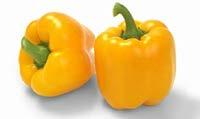 Bell peppers (Capsicum annuum L.