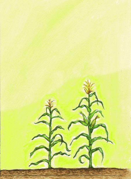 The corn plant grows taller in the summer sun. As it grows, it begins to make a tassel on top. It also makes small coverings called husks that protect the ears of corn as they grow.