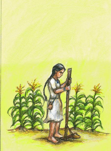 Corn was not always the plant that it is today. More than seven thousand years ago, Native Americans ate grains of a plant called maize. Maize was different from today s corn.
