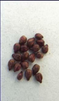 Seed Ripeness Unripe Ripe Evaluating