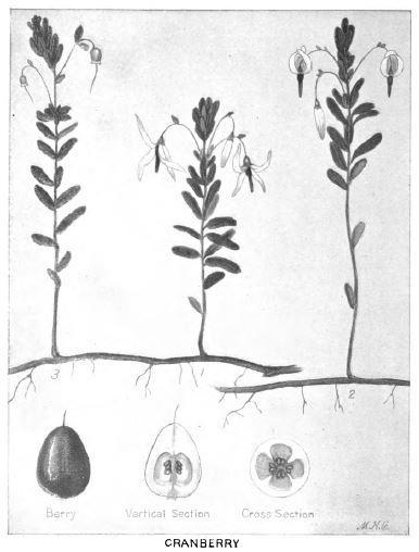 Drawing 1. Make a drawing of a whole berry, of a cross section, and of a vertical section. 2. Sketch one of the plants using the pictures and illustrations provided.