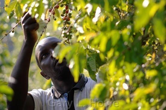 Fairtrade Overarching Principle: sustainable social, economic,