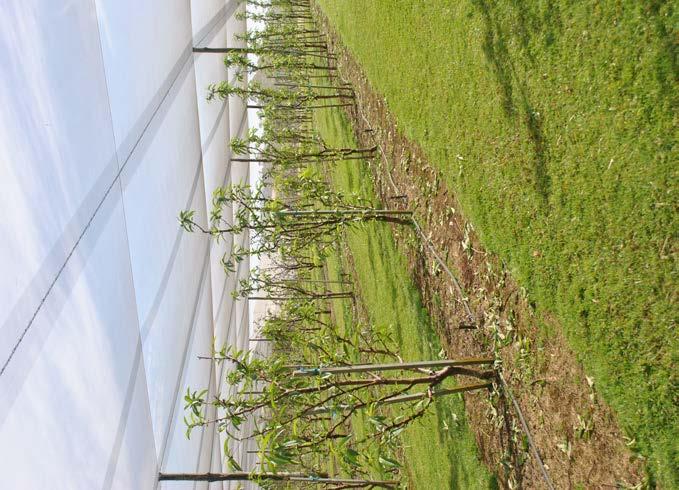 High Valley Orchard Practices Remove leaves around fruit to prevent wind damage Remove