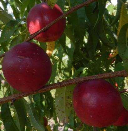 sized, deep full red some skin blemishes Excellent flavor, very sweet,