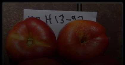 Ripens June 28-July 2 in southern NJ; Yellow-fleshed clingstone flat nectarine; Firm melting