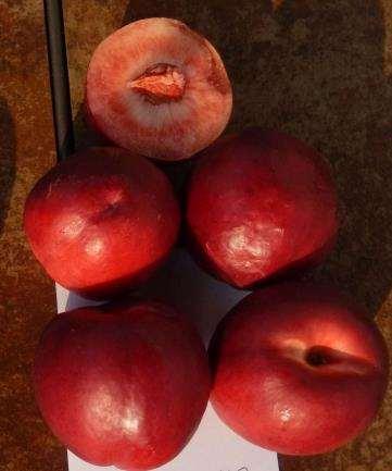 Ripens July 18- July 21 in southern New Jersey; White fleshed semi-freestone nectarine; Firm cream melting firm flesh.