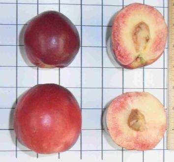Ripens approximately 14 to 18 days before Redhaven peach and 5 days before Easternglo; Developed by