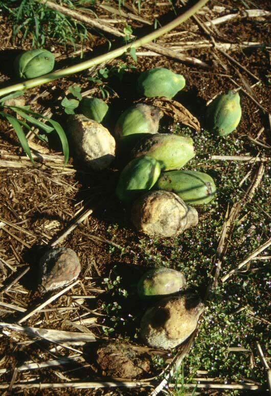 Decomposing papaya; Chlamydospores remains in the