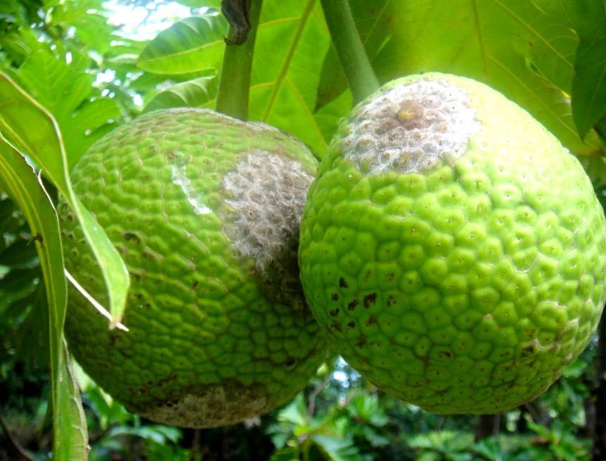 New disease discovered on Breadfruit.