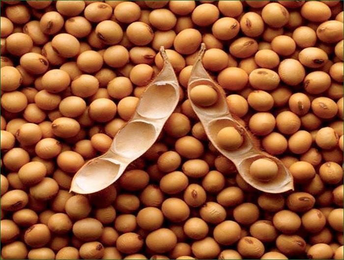 A PROFILE OF THE SOUTH AFRICAN SOYABEAN MARKET
