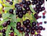 (nectarine), (almond), plum, cherry,