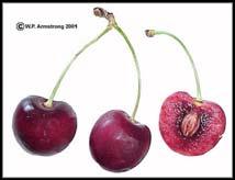plumcot (which can be pluots or
