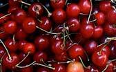 Cherries Sweet and pie cherries Over 1000 varieties Lapins, Stella, Bing, Blackgold, Whitegold