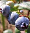 Blueberries Highbush and lowbush are different