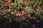 cranberrycreations.com/growing.