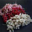 Ribes: Currants, Gooseberries Red, white currants self fertile Black