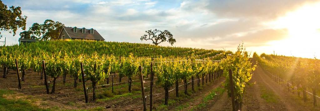 Vineyard Characteristics The vineyard is planted on disease resistant rootstock,