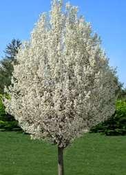 Cleveland Select Pear Pyrus Calleryana Cleveland Select This is an excellent street tree with dense white flowering in early spring and deep maroon-red color in the