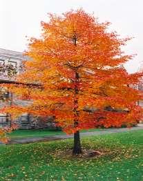 Black Gum Nyssa sylvatica A medium size tree, the Blackgum is most well-known for its rich fall color.