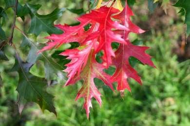 Scarlet Oak Quercus coccinea Scarlet Oak is an autumn show-stopper with its brilliant, scarlet display highly visible from a distance.