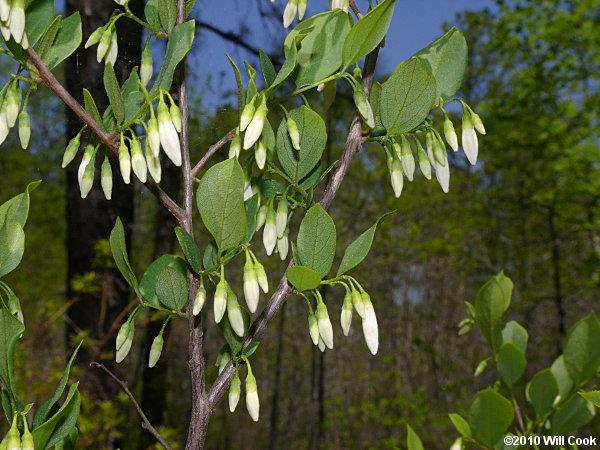 6 10 H 6-10 W Multi-stemmed deciduous shrub Particularly noted for its showy, bell-shaped, pendulous, mildly fragrant, white flowers (to 1/2"