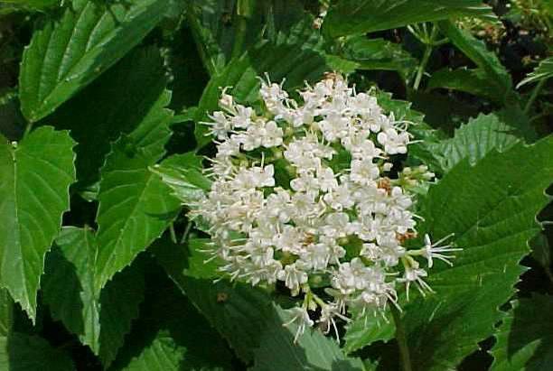 6 10 H 6 10 W Deciduous multi-stemmed shrub Arrowwood Viburnum Viburnum dentatum Non-fragrant showy white blooms May - June give way to berry drupes Leaves various Fall colors Well drained