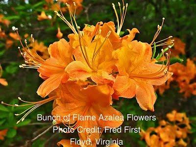 Florida Flame Azalea Rhododendron austrinum 'Harrison's Red 6-8 H 3-5 W Upright deciduous shrub with coral flowers before