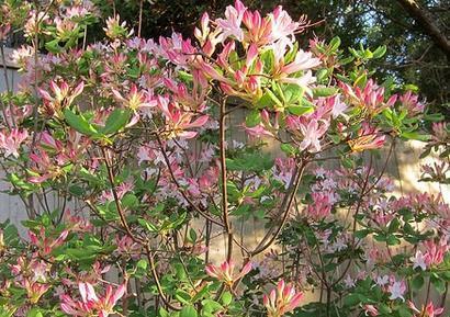 1-3 H Woody, evergreen or deciduous shrub White to deep pink or yellow