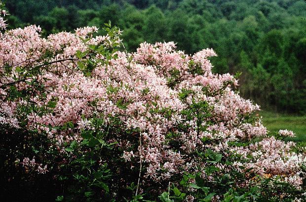 3-6 H 4-7 W Deciduous shrub Pinxter Azalea Rhododendron periclymenoides Dark green leaves with slightly fragrant white to pale or deep