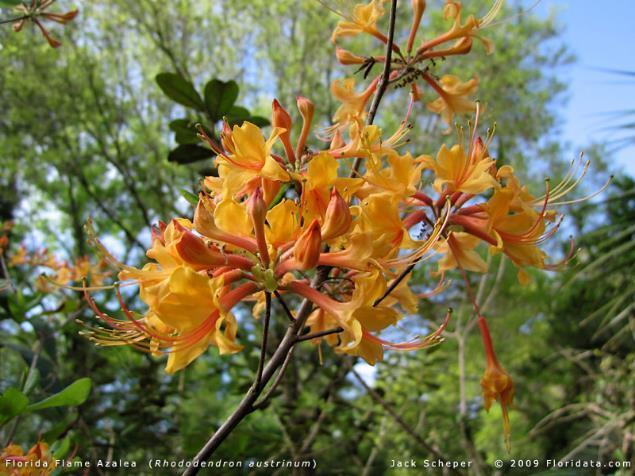 6-10 H 4-6 W Upright, deciduous shrub Fragrant yellow, peach, orange-red blooms in Spring before foliage