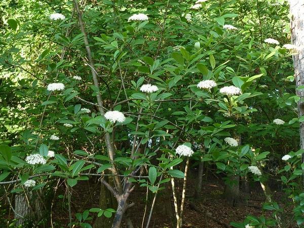 6-10 H 6-10 W Deciduous multi-stemmed shrub of the honeysuckle family