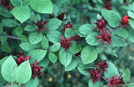 6-9 H 6-9 W Commonly called Carolina allspice Dense, rounded deciduous shrub with a suckering