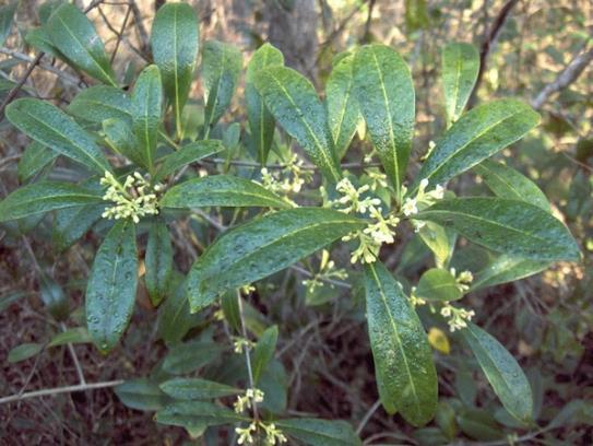 Wild Olive / Devilwood Osmanthus (Cartema) americanus 15-25 H Evergreen Shrub or small tree is