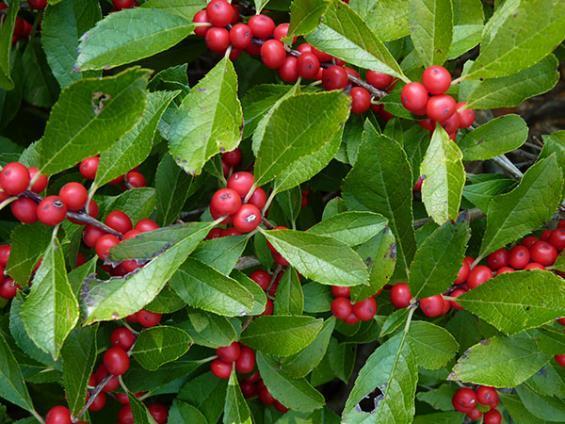 Winterberry Holly Southern Gentleman Ilex verticillata 'Southern Gentleman' 6-8 H 6-8 W Deciduous shrub with white blooms in Summer on new growth Vigorous growing, upright rounded shrub with glossy,